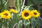 10032023_Nikon D800_Hong Kong Flower Show_Sunflowers00006
