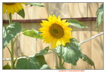 10032023_Nikon D800_Hong Kong Flower Show_Sunflowers00007