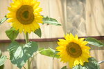 10032023_Nikon D800_Hong Kong Flower Show_Sunflowers00008