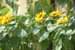 10032023_Nikon D800_Hong Kong Flower Show_Sunflowers00009
