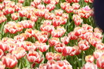 10032023_Nikon D800_Hong Kong Flower Show_Tulip00001