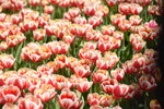 10032023_Nikon D800_Hong Kong Flower Show_Tulip00002