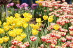10032023_Nikon D800_Hong Kong Flower Show_Tulip00003