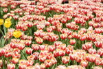 10032023_Nikon D800_Hong Kong Flower Show_Tulip00004