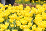 10032023_Nikon D800_Hong Kong Flower Show_Tulip00006