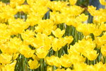 10032023_Nikon D800_Hong Kong Flower Show_Tulip00007