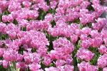 10032023_Nikon D800_Hong Kong Flower Show_Tulip00008