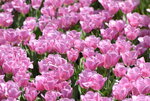 10032023_Nikon D800_Hong Kong Flower Show_Tulip00009
