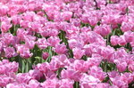 10032023_Nikon D800_Hong Kong Flower Show_Tulip00010