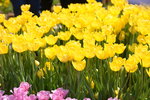 10032023_Nikon D800_Hong Kong Flower Show_Tulip00011