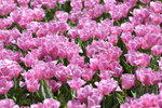 10032023_Nikon D800_Hong Kong Flower Show_Tulip00012