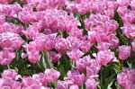 10032023_Nikon D800_Hong Kong Flower Show_Tulip00013