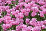 10032023_Nikon D800_Hong Kong Flower Show_Tulip00014