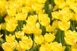 10032023_Nikon D800_Hong Kong Flower Show_Tulip00015