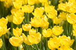 10032023_Nikon D800_Hong Kong Flower Show_Tulip00016