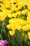 10032023_Nikon D800_Hong Kong Flower Show_Tulip00018