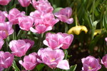 10032023_Nikon D800_Hong Kong Flower Show_Tulip00020