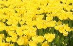 10032023_Nikon D800_Hong Kong Flower Show_Tulip00022