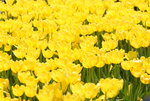 10032023_Nikon D800_Hong Kong Flower Show_Tulip00023