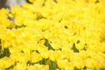 10032023_Nikon D800_Hong Kong Flower Show_Tulip00024