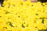 10032023_Nikon D800_Hong Kong Flower Show_Tulip00025
