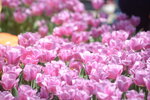 10032023_Nikon D800_Hong Kong Flower Show_Tulip00026
