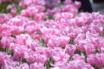 10032023_Nikon D800_Hong Kong Flower Show_Tulip00027