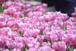 10032023_Nikon D800_Hong Kong Flower Show_Tulip00028