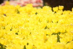 10032023_Nikon D800_Hong Kong Flower Show_Tulip00029