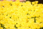 10032023_Nikon D800_Hong Kong Flower Show_Tulip00030