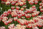 10032023_Nikon D800_Hong Kong Flower Show_Tulip00031