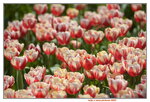 10032023_Nikon D800_Hong Kong Flower Show_Tulip00032