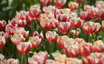 10032023_Nikon D800_Hong Kong Flower Show_Tulip00033