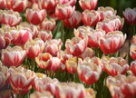 10032023_Nikon D800_Hong Kong Flower Show_Tulip00034
