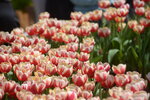 10032023_Nikon D800_Hong Kong Flower Show_Tulip00035