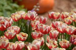 10032023_Nikon D800_Hong Kong Flower Show_Tulip00036