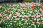 10032023_Nikon D800_Hong Kong Flower Show_Tulip00037