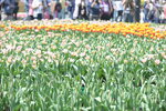 10032023_Nikon D800_Hong Kong Flower Show_Tulip00038