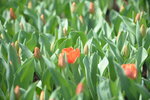 10032023_Nikon D800_Hong Kong Flower Show_Tulip00039