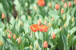 10032023_Nikon D800_Hong Kong Flower Show_Tulip00040