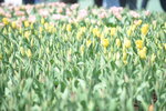 10032023_Nikon D800_Hong Kong Flower Show_Tulip00041