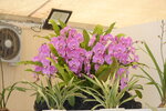 10032023_Nikon D800_Hong Kong Flower Show_Venue_Victoria Park00009