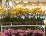 10032023_Nikon D800_Hong Kong Flower Show_Venue_Victoria Park00072