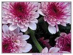 25012025_Victoria Park CNY Flower Fair_Chrysanthemum00010