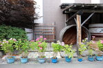 21072024_27th round to Hokkaido_Asahikawa Otokoyama Sake Brewery00007