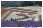 22072024_27th round to Hokkaido_Biei_Shikisai no Oka00019