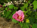 21102024_Samsung Smartphone Galaxy S10 Plus_3rd round to Kyushu_Tsunoshima Obashi00017