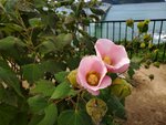 21102024_Samsung Smartphone Galaxy S10 Plus_3rd round to Kyushu_Tsunoshima Obashi00018