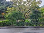 22102024_Samsung Smartphone Galaxy S10 Plus_3rd round to Kyushu_Yamaguchikan Morning_Otanisanso Hotel00013
