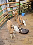 23102024_Samsung Smartphone Galaxy S10 Plus_3rd round to Kyushu_Yufuin Shotengai00065